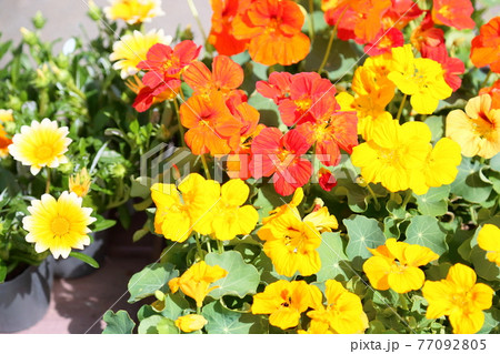 キッチンハーブの花　ナスタチュウム 77092805