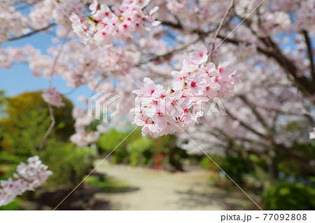サクラの花　満開 77092808
