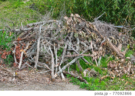 剪定枝 枝打ち・枝切り 剪定枝 枝打ち・枝切り 77092866