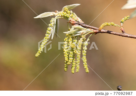 雑木林のコナラの新芽と花 77092987