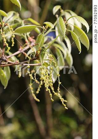 雑木林のコナラの新芽と花 77092993