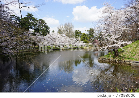 桜の名所　弘前公園 77093000