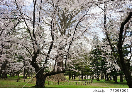 桜の名所 弘前公園 桜の名所 弘前公園 77093002