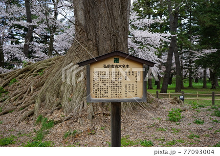 桜の名所　弘前公園銀杏の大木 77093004