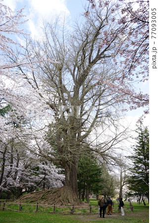 桜の名所 弘前公園銀杏の大木 桜の名所 弘前公園銀杏の大木 77093005