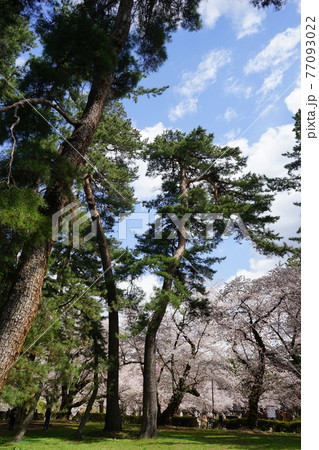 桜の名所　弘前公園 77093022