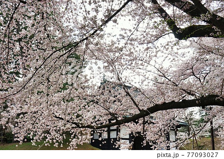 桜の名所　弘前公園 77093027