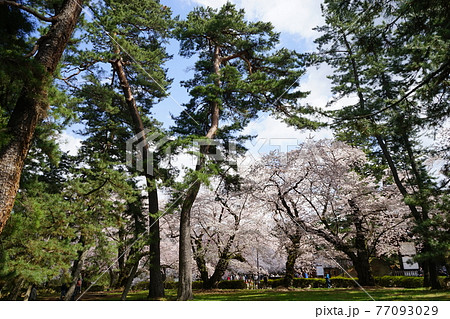 桜の名所 弘前公園 桜の名所 弘前公園 77093029