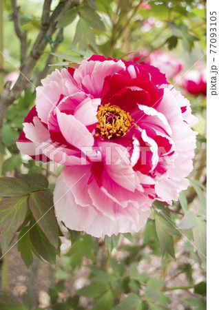 牡丹園にピンク色と白色の牡丹の花が咲いています。 77093105