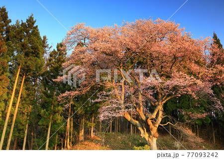 岩手県花巻市 青空と一本桜の写真素材