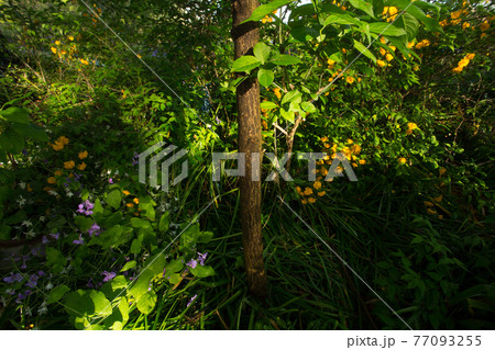 深い森に太陽の光が差し込むシーン 深い森に太陽の光が差し込むシーン 77093255