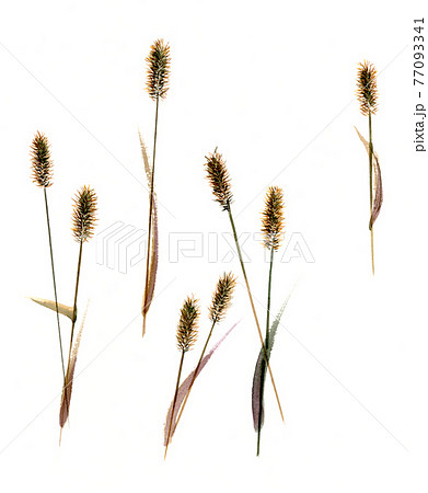 猫じゃらし　水彩画です 77093341