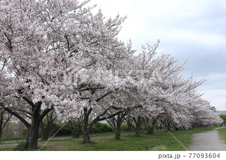 桜・武庫川河川敷緑地 桜・武庫川河川敷緑地 77093604
