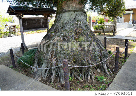 天翔ける龍の如く　埼玉県本庄市児玉町　龍清寺の飛龍の大榧の根 77093611