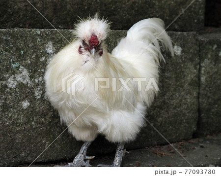 美しい烏骨鶏の写真素材