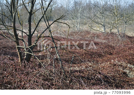 Dry bushes Dry bushes 77093996