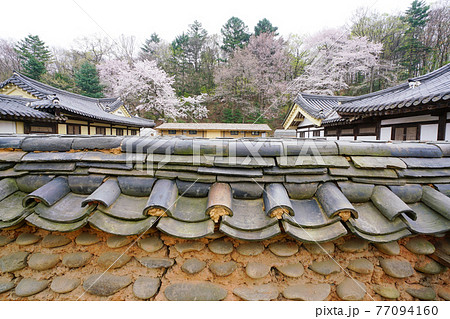 スポット 春 桜 77094160