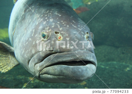 可愛い顔の魚の写真素材 [77094233] - PIXTA