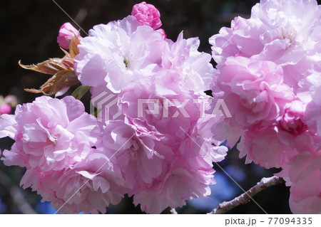 八重桜 八重桜 77094335