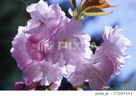 八重桜 八重桜 77094341