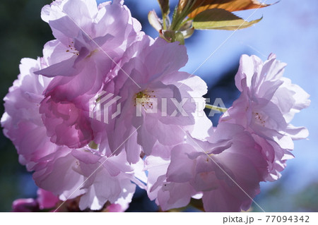 八重桜 八重桜 77094342