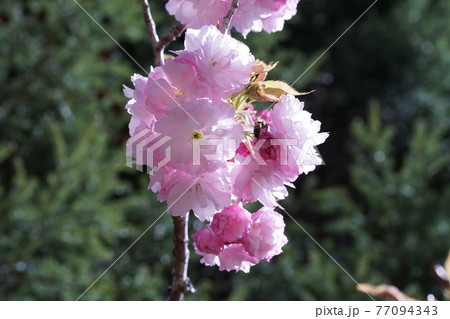 八重桜 八重桜 77094343