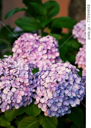 紫陽花が咲く春の終わり 77094608