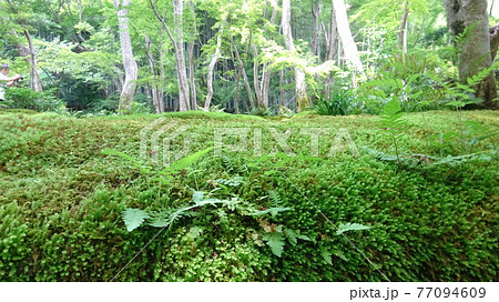 苔が幾重にも折り重なった歴史ある庭園・生命の息吹・緑が一杯 77094609