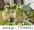 ブルーベリー開花 77094661