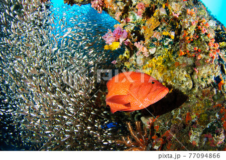 キンメモドキとアザハタ 77094866