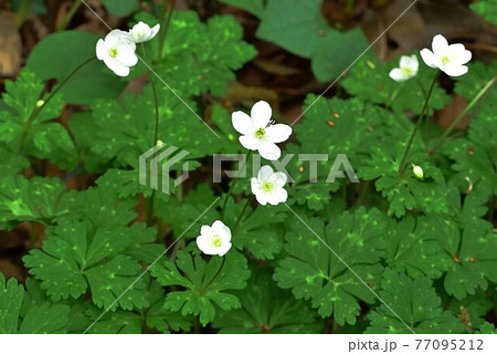 ニリンソウ 77095212