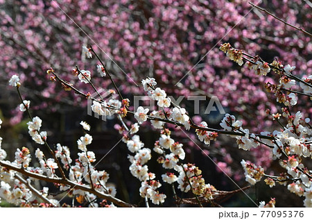 ≪茨城県≫偕楽園に咲く梅の花 ≪茨城県≫偕楽園に咲く梅の花 77095376