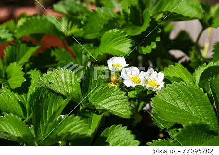 春の家庭菜園 プランター栽培 イチゴの花 アップ 春の家庭菜園 プランター栽培 イチゴの花 アップ 77095702