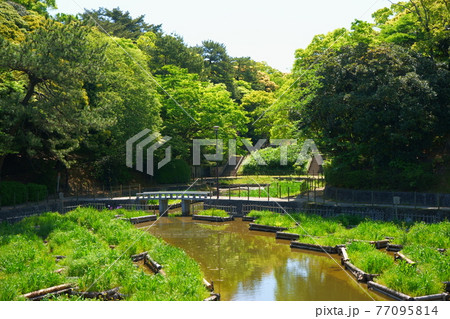 夜宮公園の緑に包まれた菖蒲苑 夜宮公園の緑に包まれた菖蒲苑 77095814