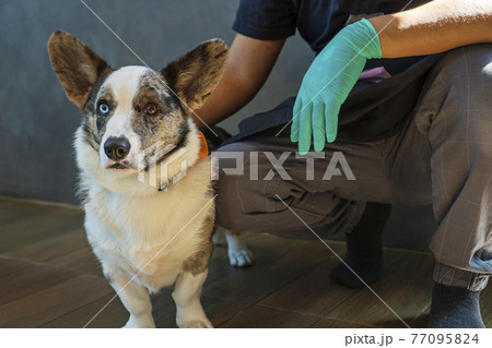 Adorable cardigan welsh corgi dog two color eyes short-leg sitting on the floor with owner Adorable cardigan welsh corgi dog two color eyes short-leg sitting on the floor with owner 77095824