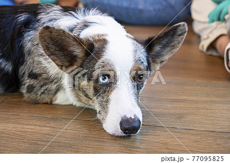 Adorable cardigan welsh corgi dog two color eyes short-leg lying down on the floor Adorable cardigan welsh corgi dog two color eyes short-leg lying down on the floor 77095825