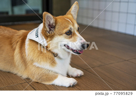 Adorable brown welsh corgi sitting on wood floor while learning something and looking owner at home. Adorable brown welsh corgi sitting on wood floor while learning something and looking owner at home. 77095829