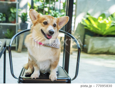 Lovely pembroke welsh corgi dog sitting on black chair while looking at owner in the room Lovely pembroke welsh corgi dog sitting on black chair while looking at owner in the room 77095830