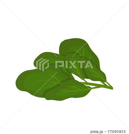 ほうれん草 ホウレンソウ ほうれんそうのイラスト素材