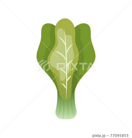 ちんげん菜 木の葉 葉 77095855