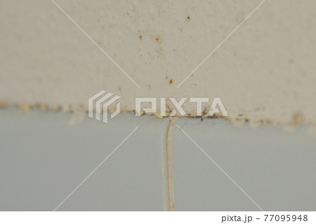 住宅に発生する汚いカビ 77095948