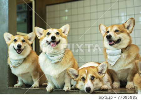 Group adorable pembroke welsh corgi puppy looking at owner while sitting together at home. Group adorable pembroke welsh corgi puppy looking at owner while sitting together at home. 77095985
