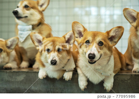 Group adorable pembroke welsh corgi puppy looking at owner while sitting together at home.  77095986