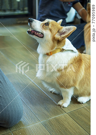 Adorable brown welsh corgi sitting on wood floor while learning something and looking owner at home. 77095989