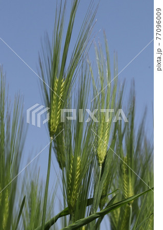大麦の穂 77096009