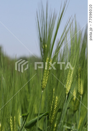 大麦の穂 77096010