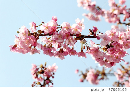 #春の木の花、桜の花、河津さくら：桜並木：穂谷川 77096196