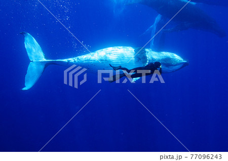 ザトウクジラ 77096243