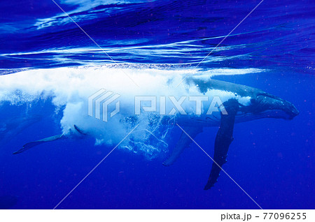 ザトウクジラ 77096255
