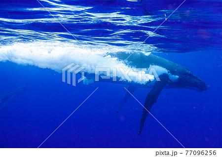 ザトウクジラ ザトウクジラ 77096256